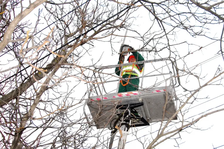 Miért kell a gallyazás? Az áramellátás és a biztonságunk is múlik rajta
