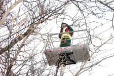 Miért kell a gallyazás? Az áramellátás és a biztonságunk is múlik rajta