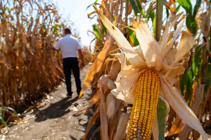 Régi beidegződéseket zúz szét a magyar mezőgazdaságban a klímaváltozás