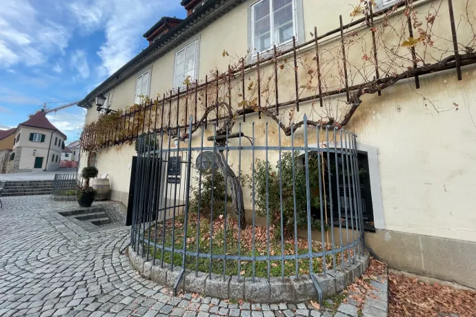 Maribor 500 éves szőlőtőkéje és főtere a magasból – Fotó: Tenczer Gábor / Telex