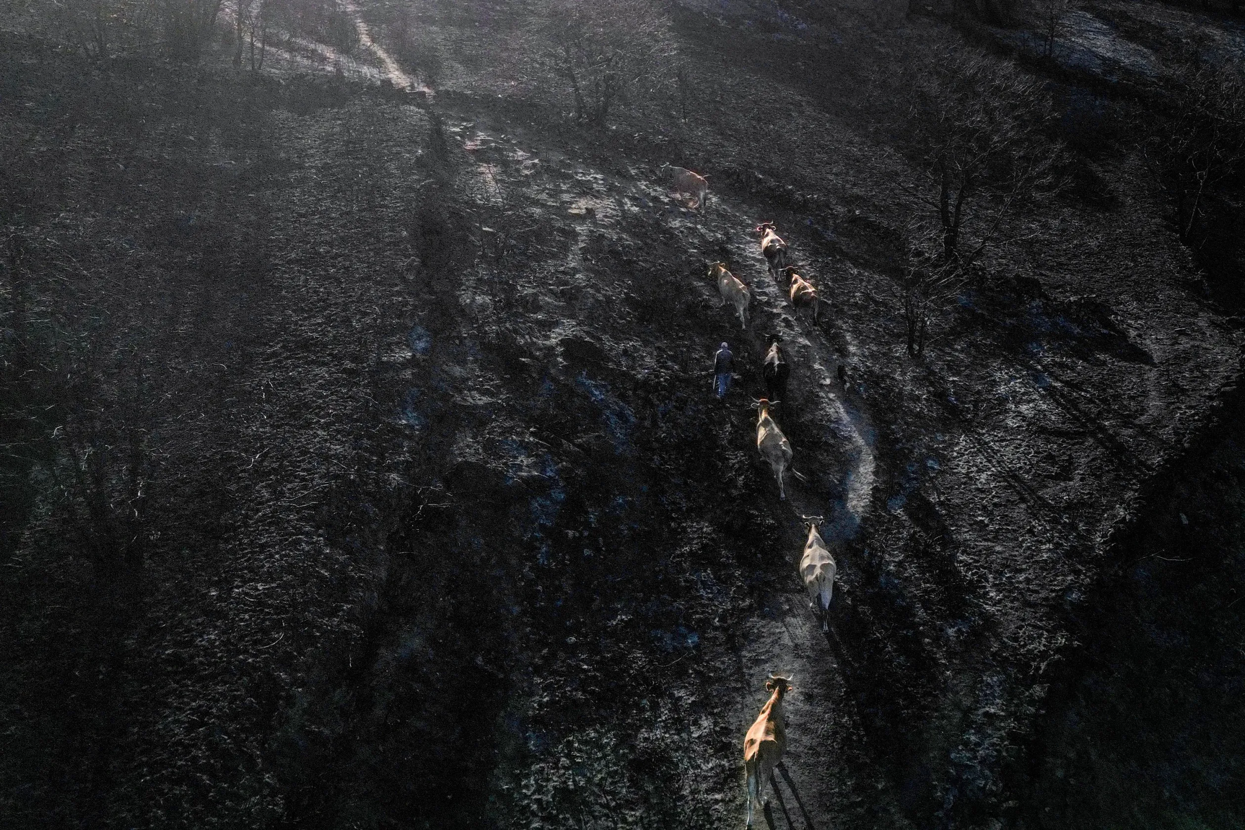 Tehéncsorda halad át egy leégett területen a galíciai Parada Seca falunál 2025. szeptember 2-án – Fotó: Nacho Doce / Reuters