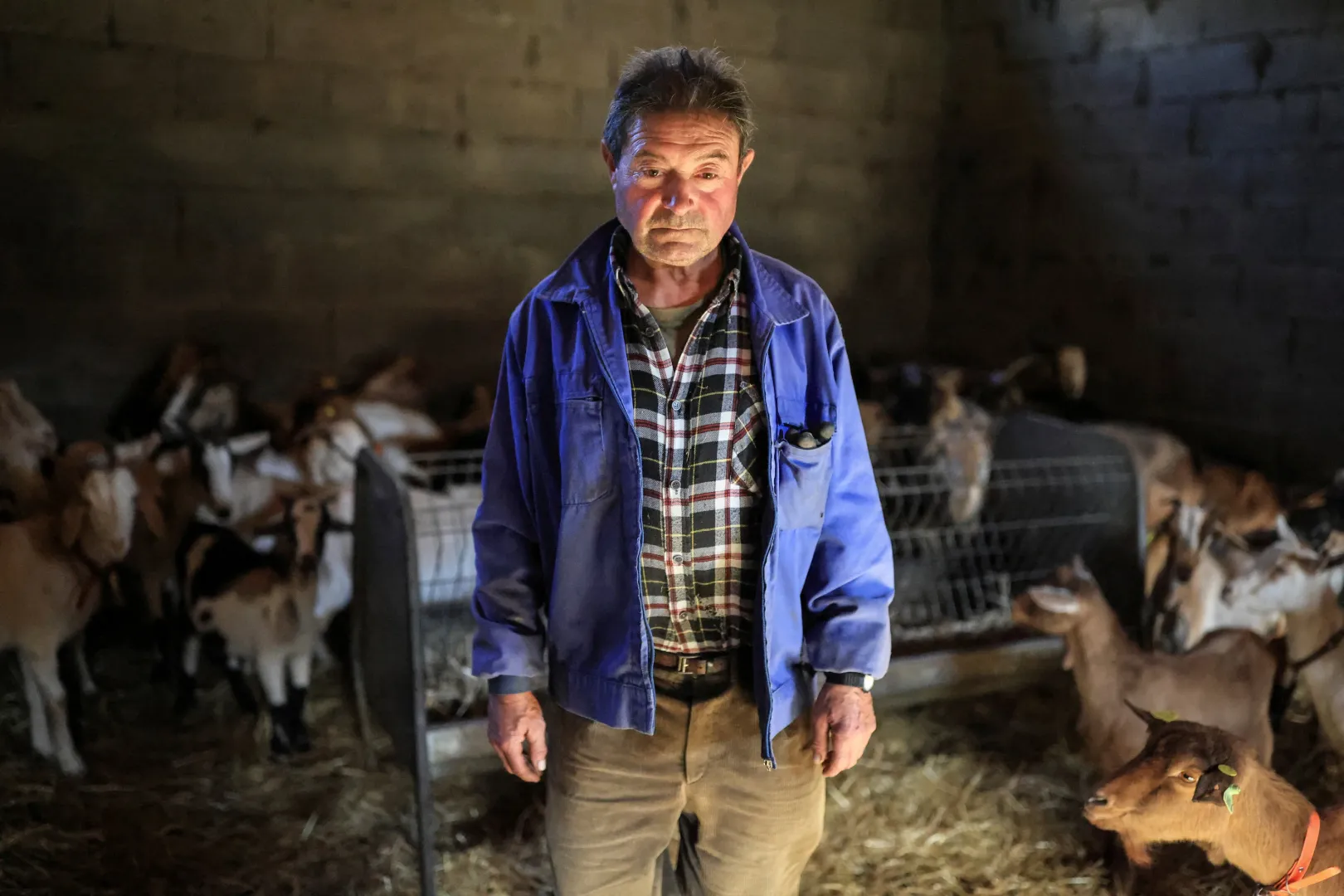 Alfonso Soto Rodriguez kecskéi mellett egy pajtában a galíciai Cernego faluban 2025. november 8-án – Fotó: Nacho Doce / Reuters