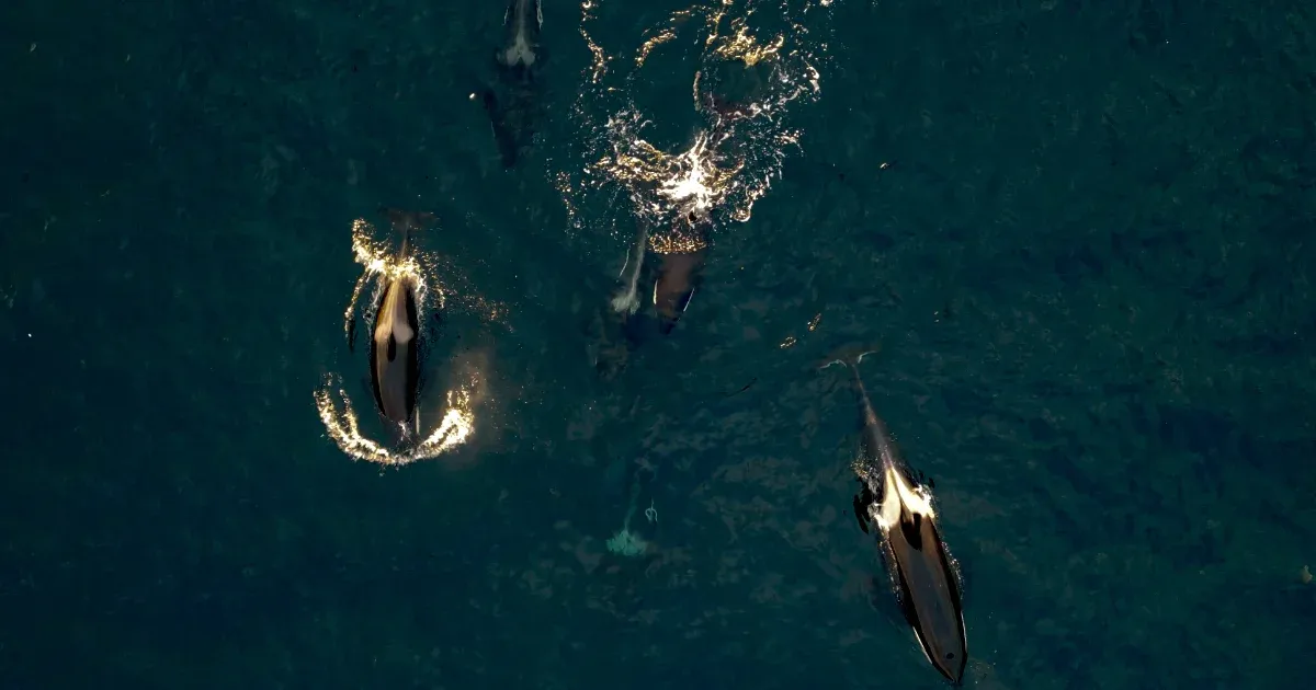 Együtt bandázva vadásznak lazacra a delfinek és az orkák
