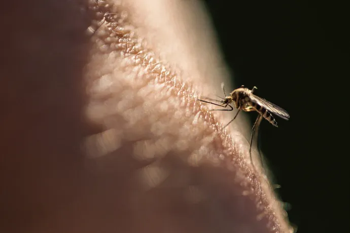 Miért pont a vérünkre szomjaznak a szúnyogok?