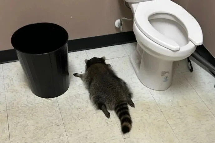 A részeges mosómedve többszörösen visszaeső betörő lehet, és csak idő kérdése, mikor csap le újra