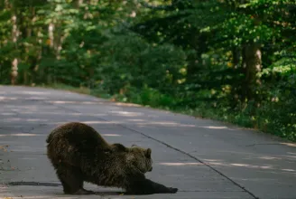 Egy új genetikai tanulmány szerint Romániában él Európa legnagyobb barnamedve-populációja