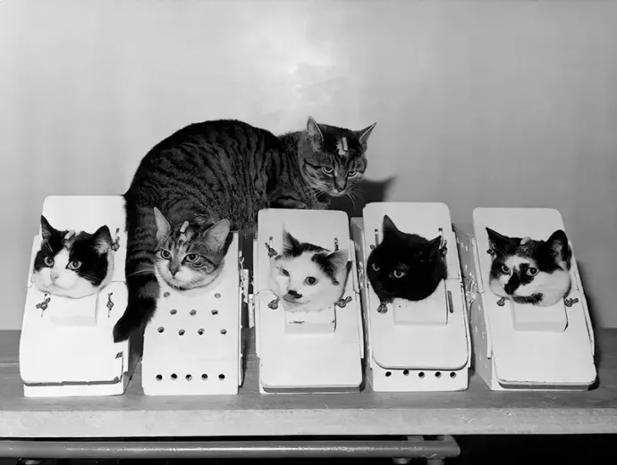 Az űrutazásra kiképzett macskák, bal szélen Félicette – Fotó: CERMA