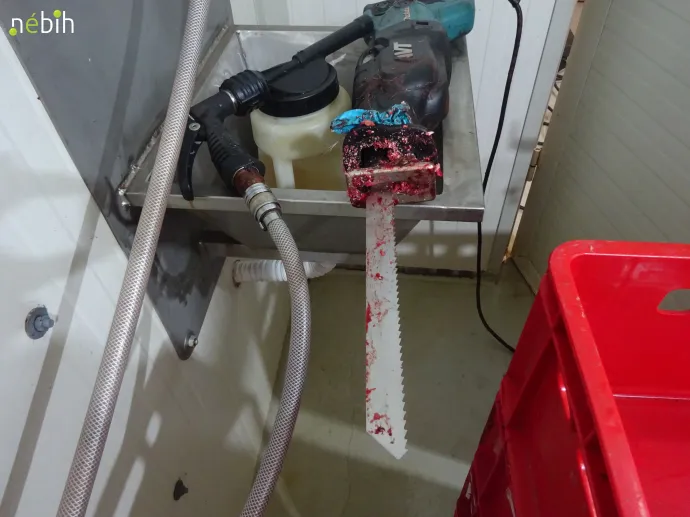 Az üzemben talált fűrész – Fotó: Nébih