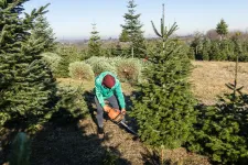 Ábrándnak tűnik az idei fehér karácsony