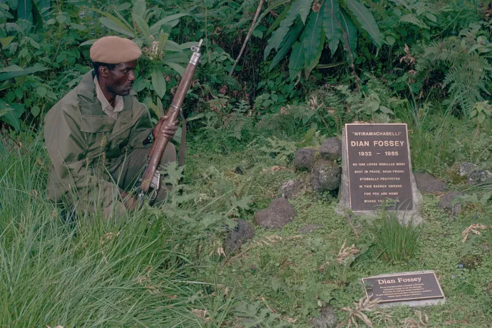 Negyven éve gyilkolták meg brutálisan a nőt, aki bebizonyította, hogy a gorillák nem vérszomjas vadállatok