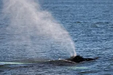 A kutatók drónokkal gyűjtötték be a bálnák lélegzetét, veszélyes vírus nyomaira bukkantak