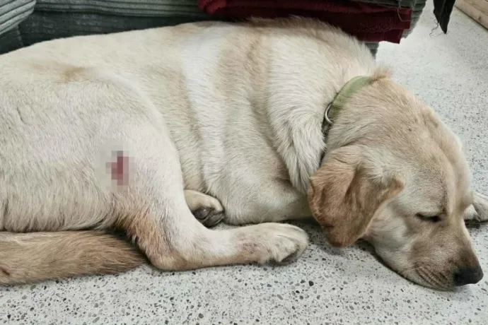 Vadászfegyverrel lőtte meg a szomszéd kutyáját, elfogták a férfit