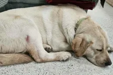 Vadászfegyverrel lőtte meg a szomszéd kutyáját, elfogták a férfit