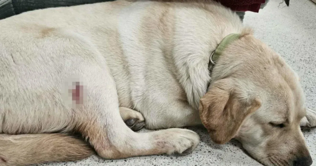 Vadászfegyverrel lőtte meg a szomszéd kutyáját, elfogták a férfit