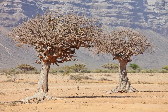 Mirhafák Kelet-Afrikában – Fotó: Vladimir Melnik / Shutterstock