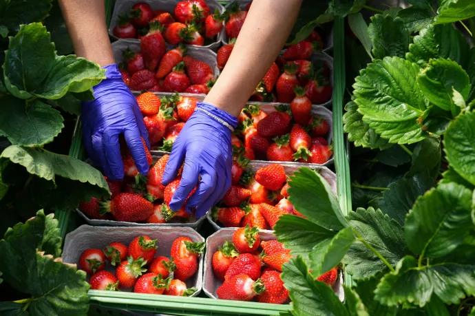 A romániaiak háromnegyede nem fogyaszt naponta zöldséget vagy gyümölcsöt
