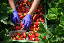 A romániaiak háromnegyede nem fogyaszt naponta zöldséget vagy gyümölcsöt