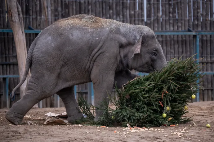 Marhaszívvel díszített karácsonyfa, lisztkukacok és bambuszos brownie karácsonyra