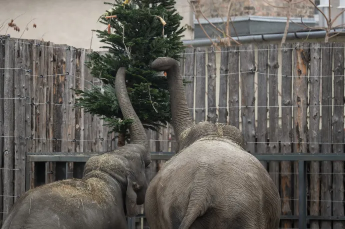 Fotó: Balogh Zoltán / MTI