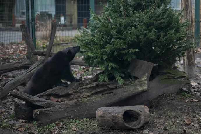 Fotó: Balogh Zoltán / MTI