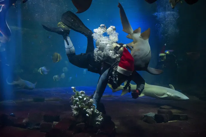 Fotó: Nádor András / Telex – Balogh Zoltán / MTI