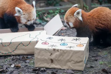 Marhaszívvel díszített karácsonyfa, lisztkukacok és bambuszos brownie karácsonyra