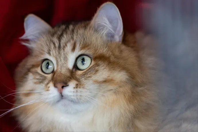 „Ilyen tanulmány soha nem jelent meg”, állítja az egyetem, amely állítólag a Tisza macskaadójának ötletforrása volt