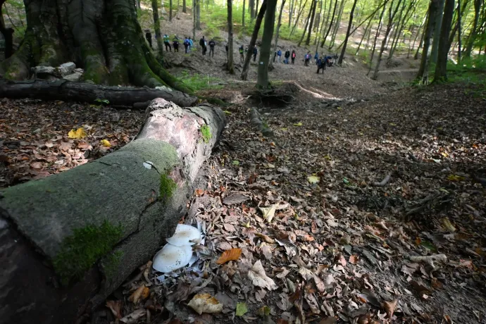 A Hidasi-völgy bejárata, a Csurgó nevű szikla és a völgy – Fotó: Tenczer Gábor / Telex
