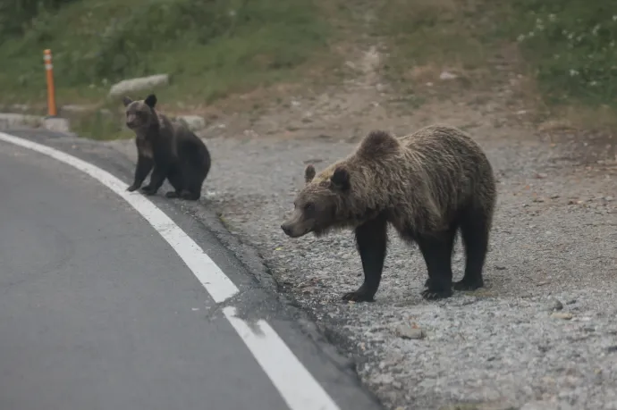 Megszámolták, soknak találták, dupláznák a kilövéseket: nem csillapodott a romániai medvevita 2025-ben sem