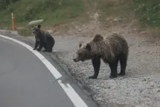 Megszámolták, soknak találták, dupláznák a kilövéseket: nem csillapodott a romániai medvevita 2025-ben sem