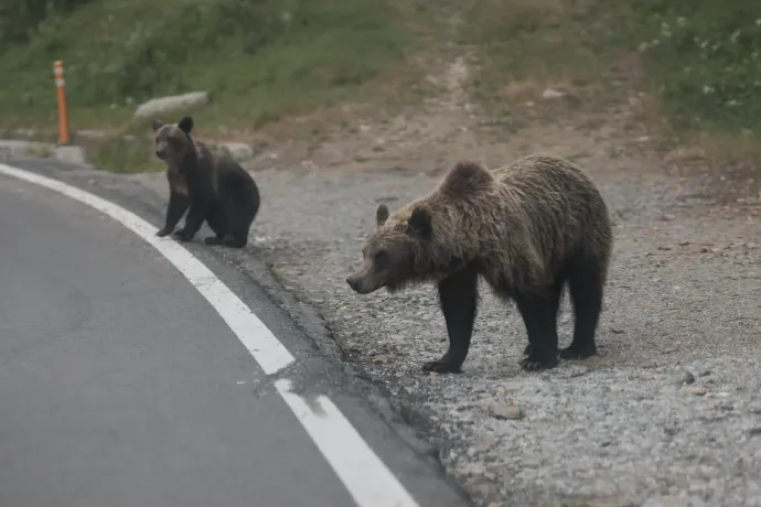 Megszámolták, soknak találták, dupláznák a kilövéseket: nem csillapodott a romániai medvevita 2025-ben sem