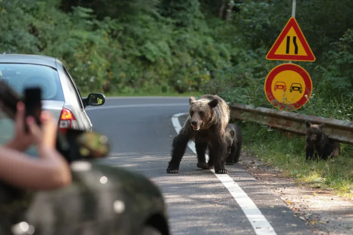 Bár tilos, a turisták gyakran fotózzák és etetik a medvéket a Transzfogarasi úton – Fotó: George Călin / Inquam Photos