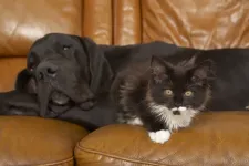 Maximum két állatot tarthatnának egy lakásban Craiován egy rendelet szerint, beperelték az önkormányzatot