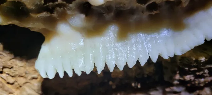 Borsókő, bordázott vagy farkasfogas cseppkő, rostos kalcit ér és hosszú szalmacseppkő – Fotó: Lieber Tamás, Szilvay Attila