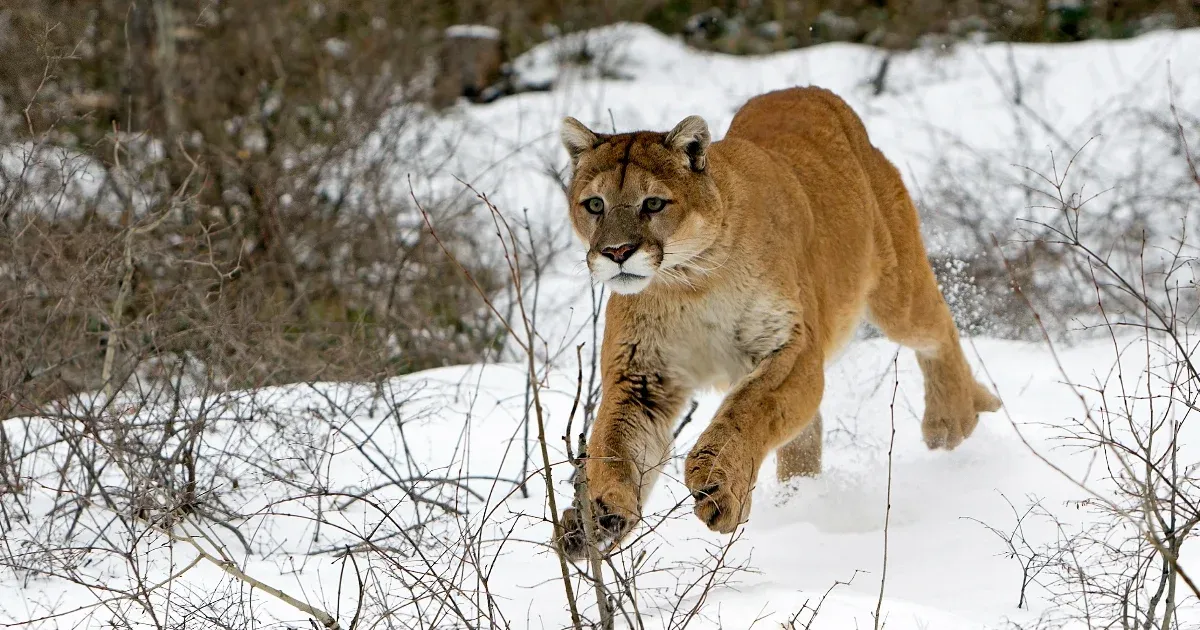 Pumatámadás áldozata lehetett egy túrázó Coloradóban