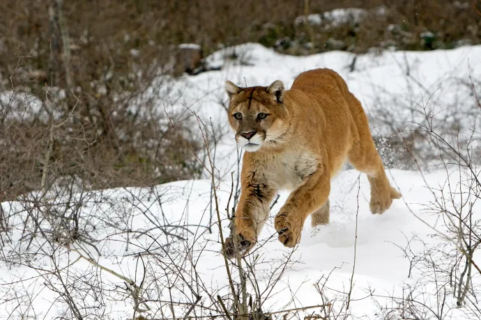 Pumatámadás áldozata lehetett egy túrázó Coloradóban