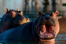 Négy embert öltek meg vízilovak Kenyában