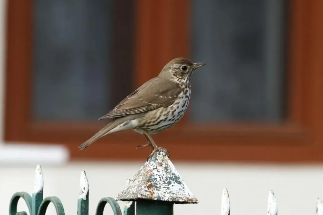 Az énekes rigó lett az év madara 2026-ban – Forrás: Telex.hu