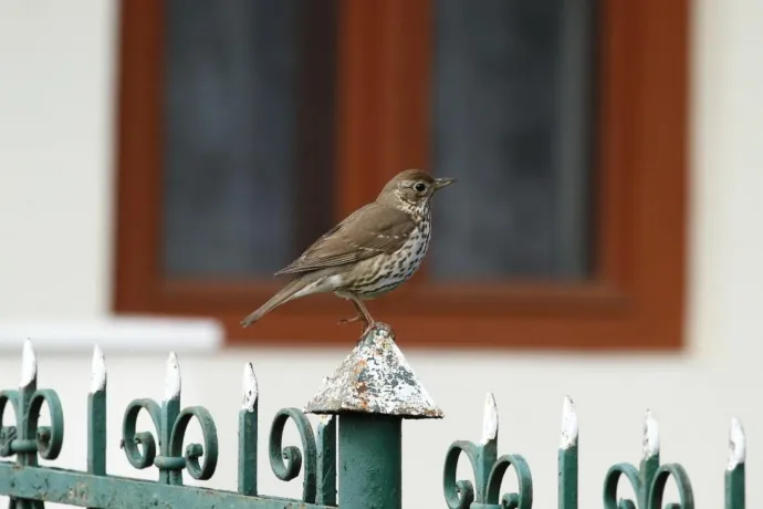 Az énekes rigó lett az év madara 2026-ban