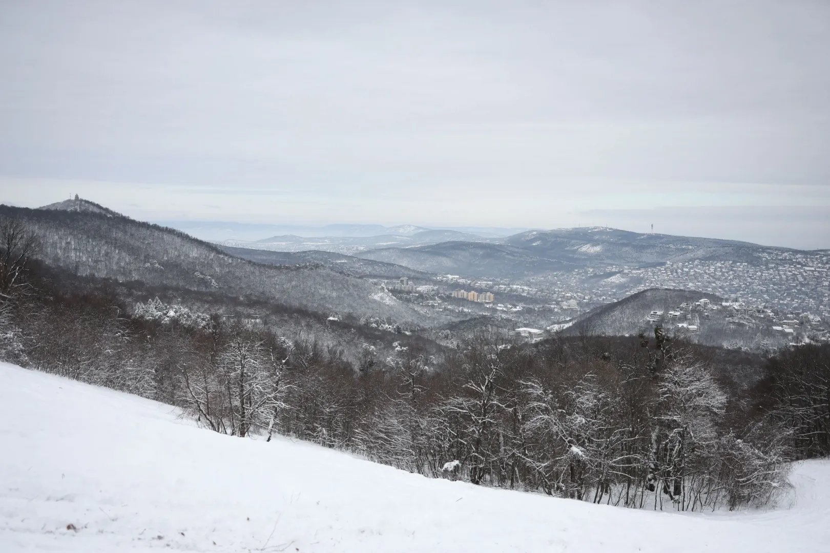 Normafa – Fotó: Bődey János / Telex
