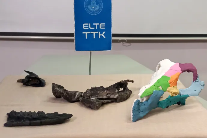 Az Ajkaceratops kozmai új koponyalelete és 3D rekonstrukciója – Fotó: Fehér János / Telex