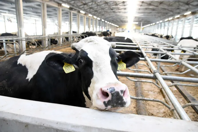 „170 forint egy liter tejet megtermelni, és most 70-et ajánlanak érte” – összeomlással indítja az évet a hazai tejpiac