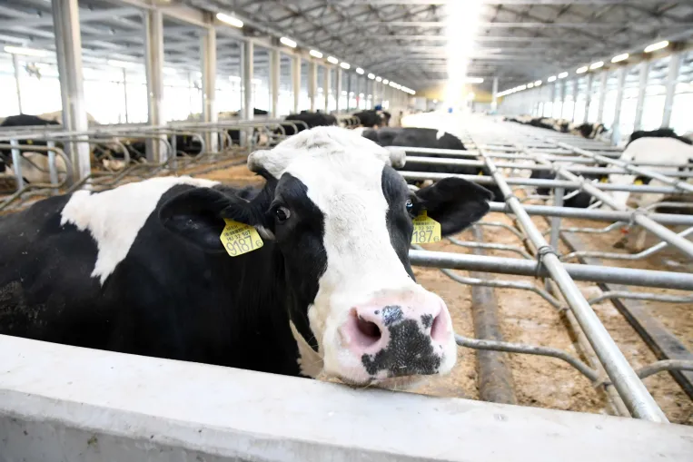 „170 forint egy liter tejet megtermelni, és most 70-et ajánlanak érte” – összeomlással indítja az évet a hazai tejpiac