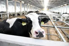 „170 forint egy liter tejet megtermelni, és most 70-et ajánlanak érte” – összeomlással indítja az évet a hazai tejpiac