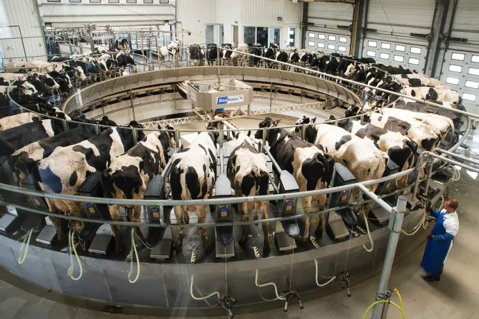 „170 forint egy liter tejet megtermelni, és most 70-et ajánlanak érte” – összeomlással indítja az évet a hazai tejpiac