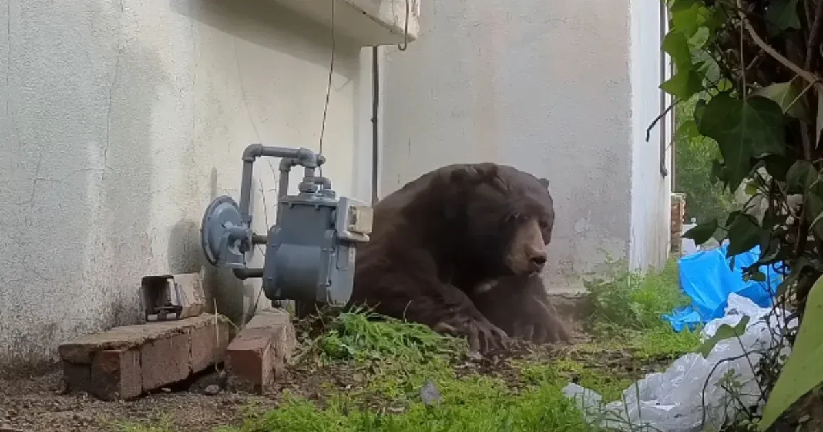 Több mint egy hónapig élt a medve a kaliforniai férfi háza alatt
