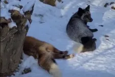 Az örömködő jegesmedvebocsok után itt vannak a hóban hempergő rókák