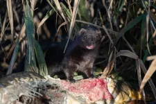 A szőrmetenyésztés miatt kerültek Európába, de már a Szigetközben vannak az amerikai nyércek