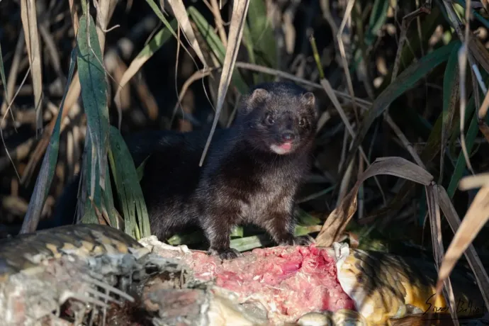 A szőrmetenyésztés miatt kerültek Európába, de már a Szigetközben vannak az amerikai nyércek