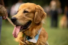 Egyes kutyák akkor is tanulnak új szavakat, ha a gazdáik nem közvetlenül hozzájuk beszélnek